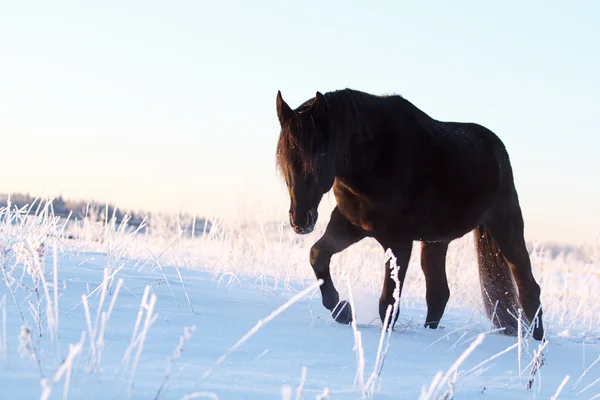 Cavalo Negro — Fotografia de Stock