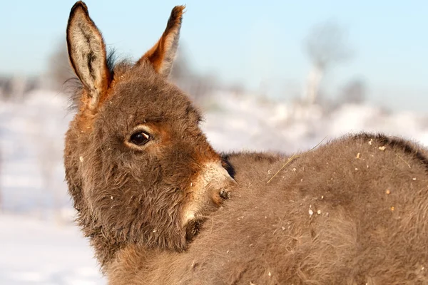 Burro. — Foto de Stock