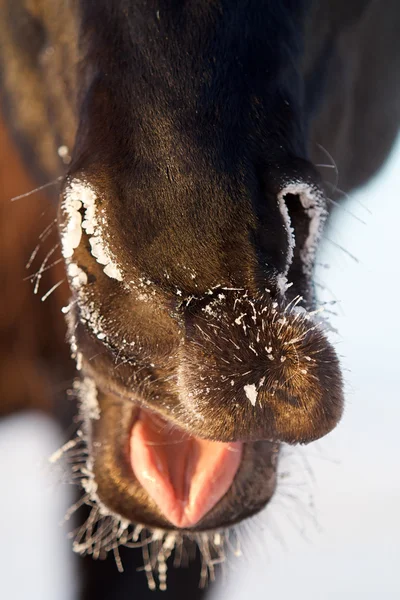 Caballo negro — Foto de Stock