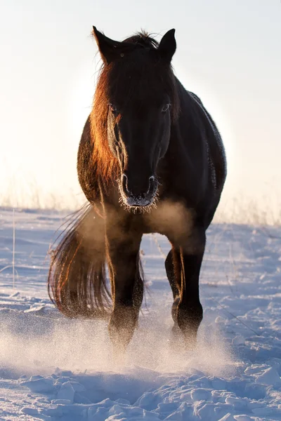 Caballo negro —  Fotos de Stock