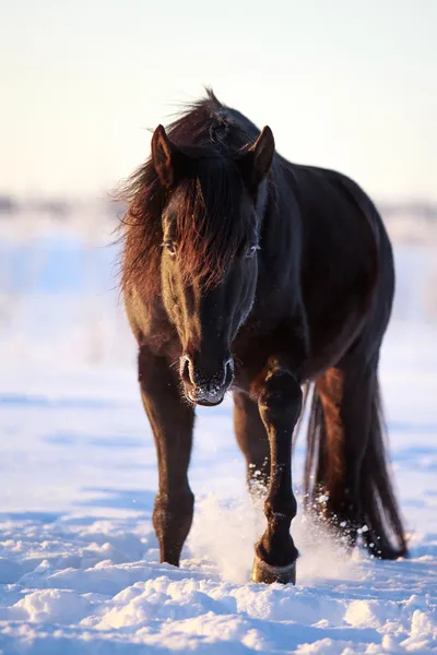 Étalon de cheval noir — Photo