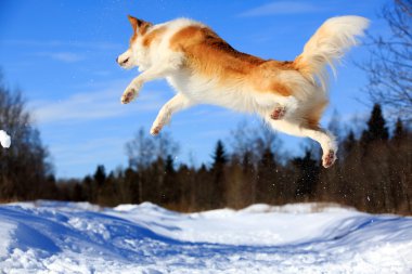 sınır collies köpek