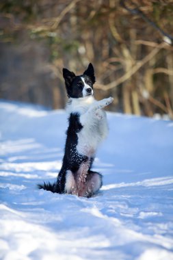 sınır collies
