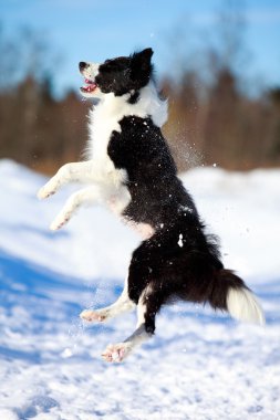 sınır collies