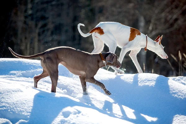 Weimarse staande hond hond — Stockfoto