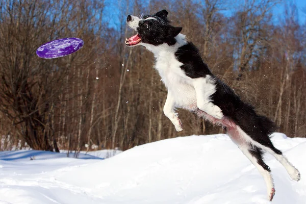 Sınır collies — Stok fotoğraf