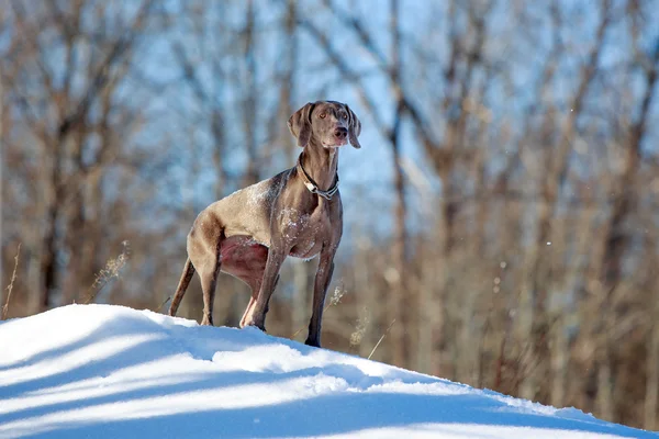 Câine Weimaraner — Fotografie, imagine de stoc