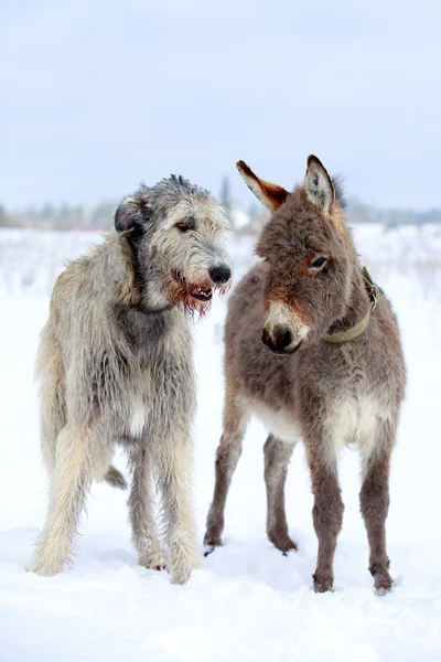 Dog and donkey — Stock Photo, Image