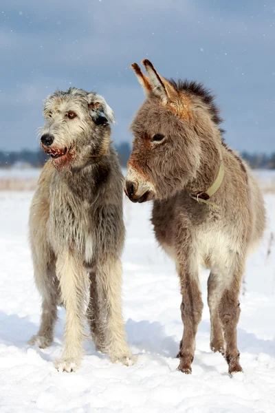 Cane e asino — Foto Stock