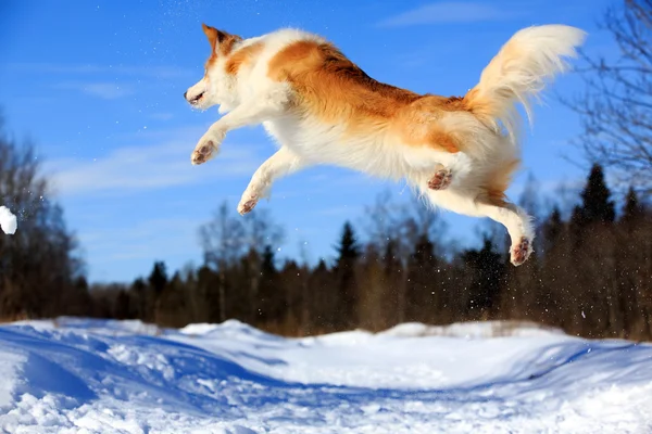 Gränsen collie hund — Stockfoto