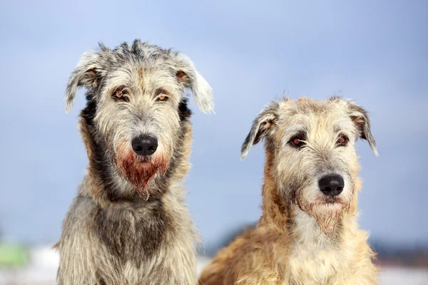 Irish wolfhound dog — Stock Photo, Image