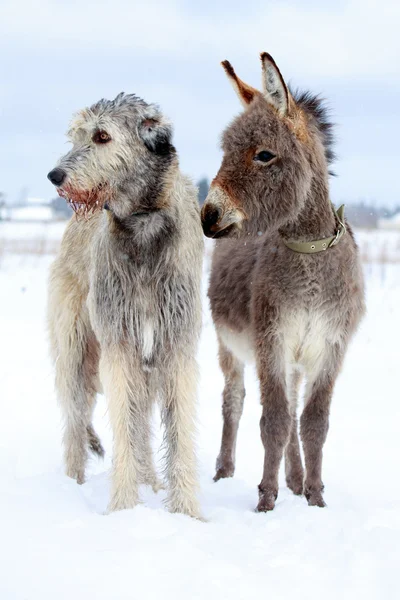 犬とロバ — ストック写真