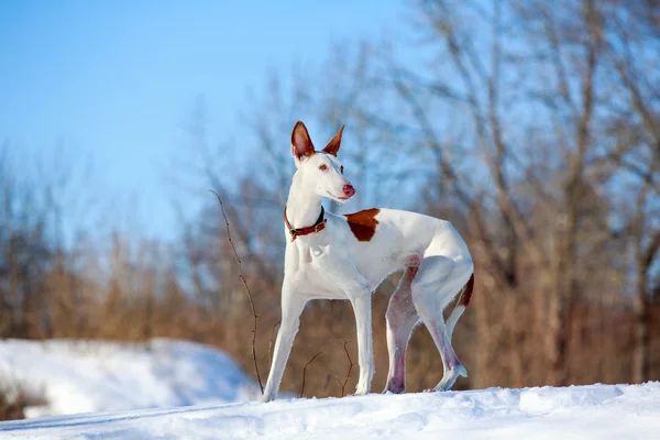 Ibizan cane mastino — Foto Stock