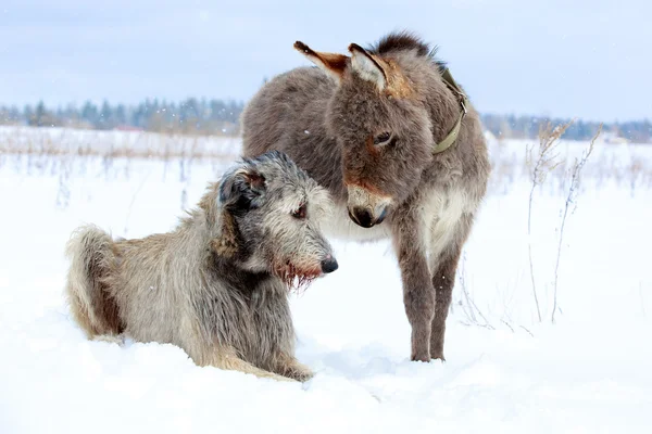 Cane e asino — Foto Stock
