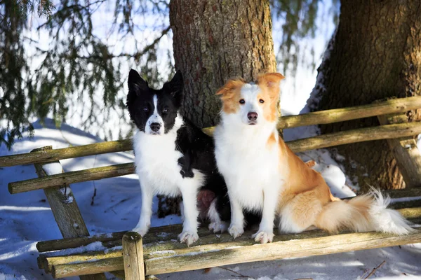 Collies fronterizos —  Fotos de Stock