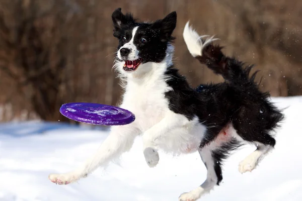 Border collie — Zdjęcie stockowe