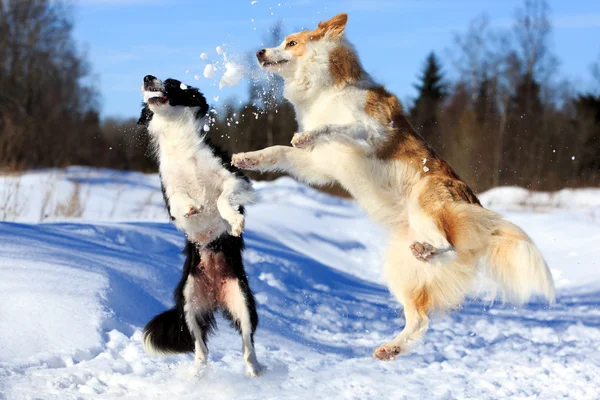 Border collie — Zdjęcie stockowe