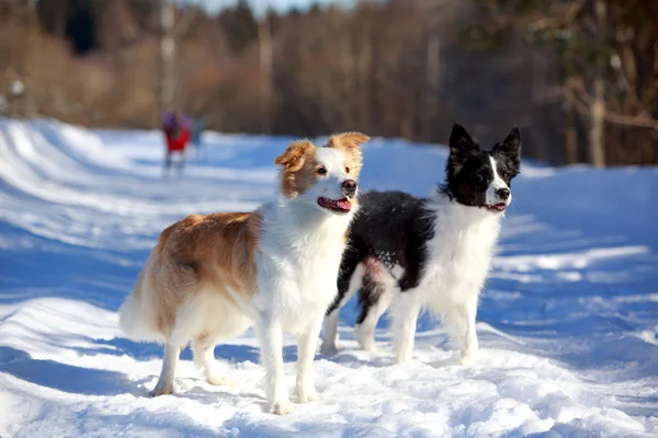 Collie di frontiera — Foto Stock