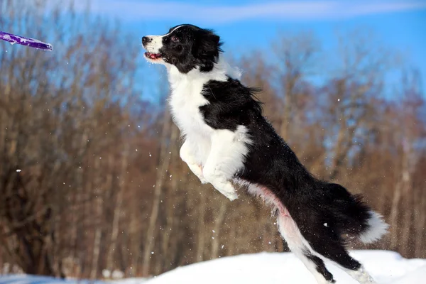 Gränsen collies — Stockfoto