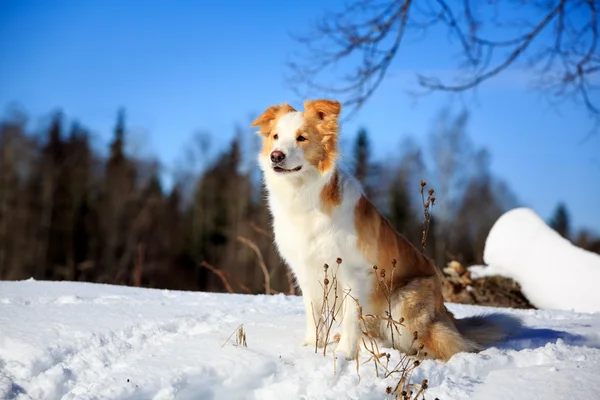 边境牧羊犬 — 图库照片