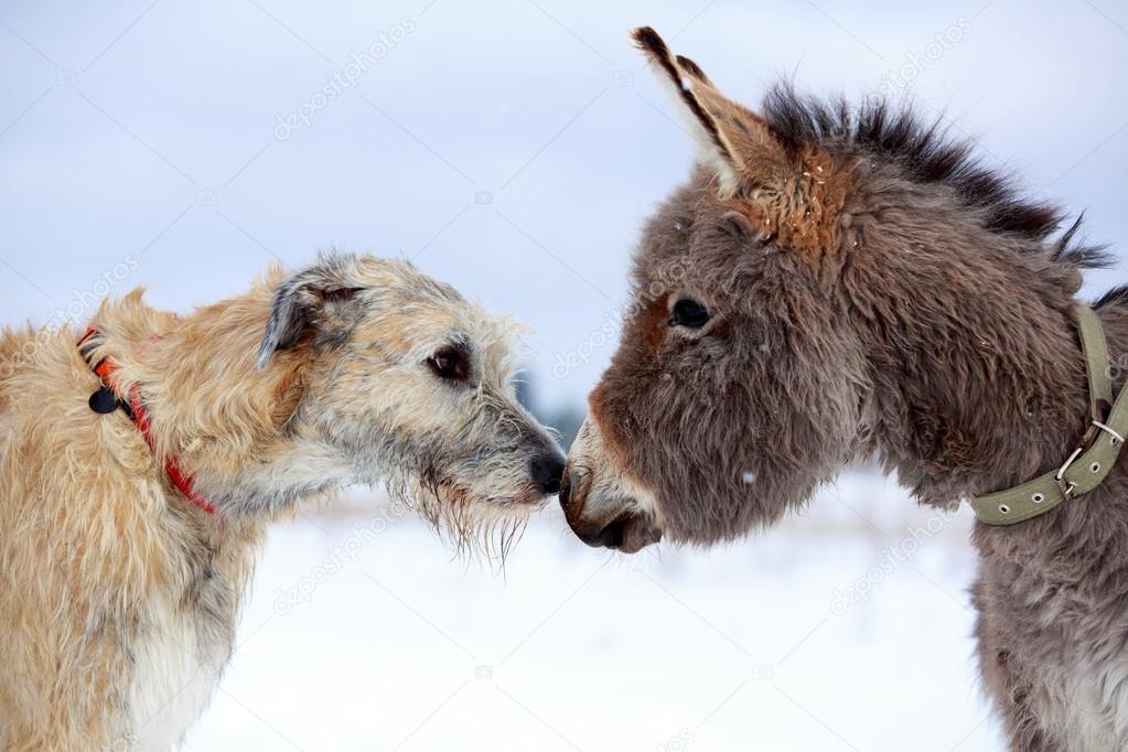 dog and donkey