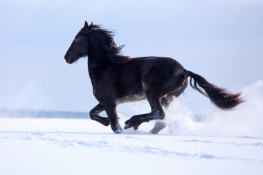 sınır collies