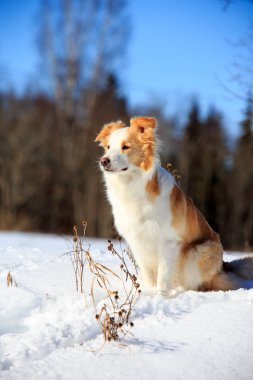sınır collie köpek