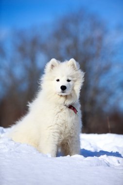 samoyed dog