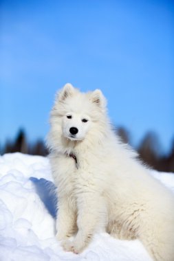 samoyed dog