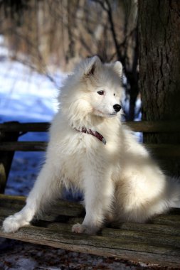 samoyed dog