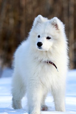 samoyed dog