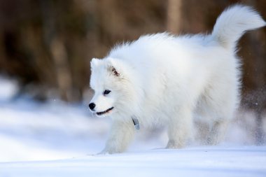 samoyed dog