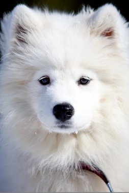 samoyed dog