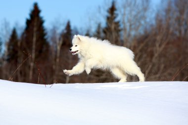 samoyed dog