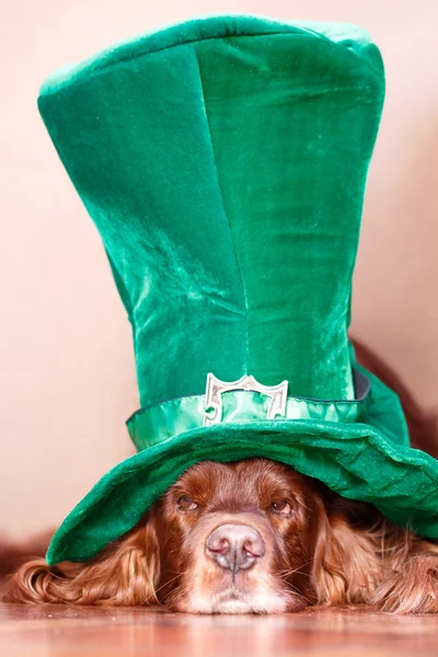 Cane in cappello — Foto Stock