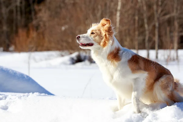 Border collie — Zdjęcie stockowe