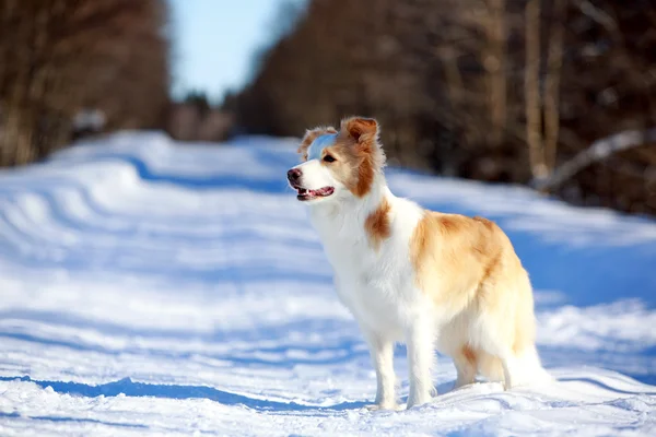 Sınır collie köpek — Stok fotoğraf