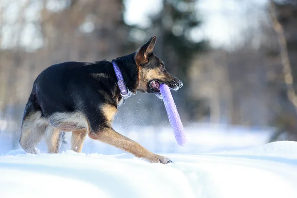 Hyrdehund – stockfoto