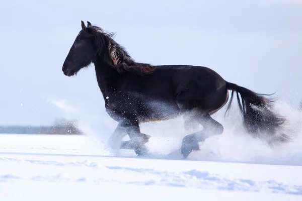 Caballo — Foto de Stock