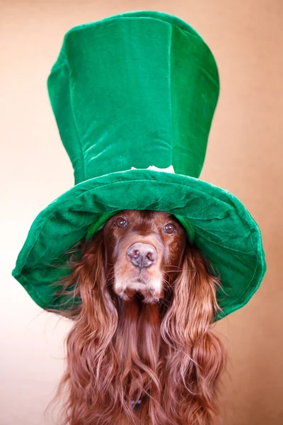 Red dog in hat — Stock Photo, Image