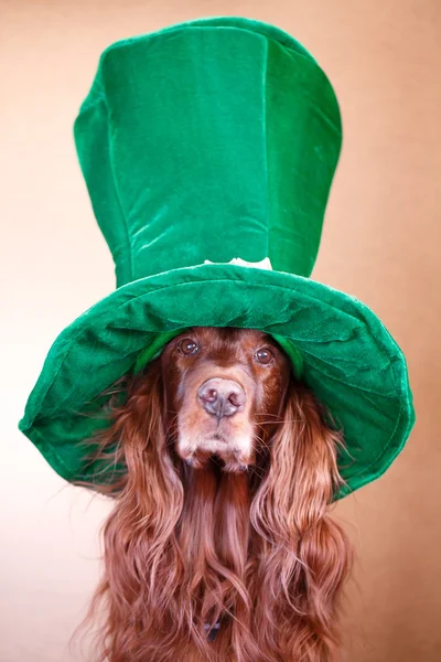 Cão vermelho no chapéu — Fotografia de Stock