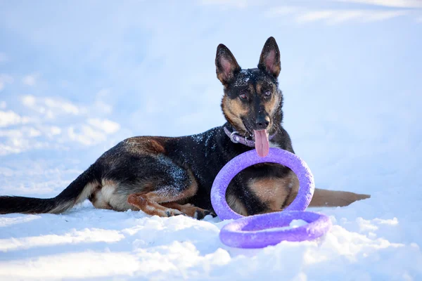 Shepherd dog — Stock Photo, Image