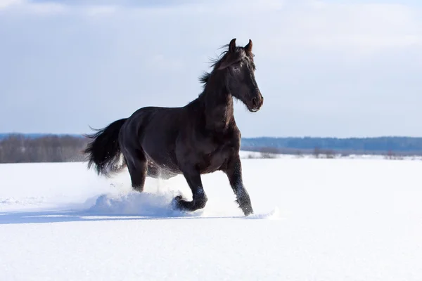 Horse — Stock Photo, Image