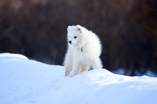 Samoyed dog — Stok fotoğraf