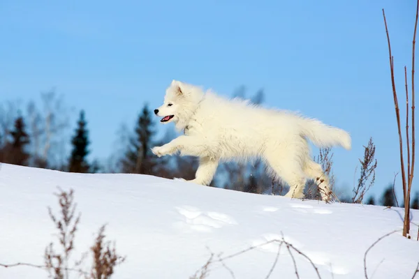 Samojed hund — Stockfoto