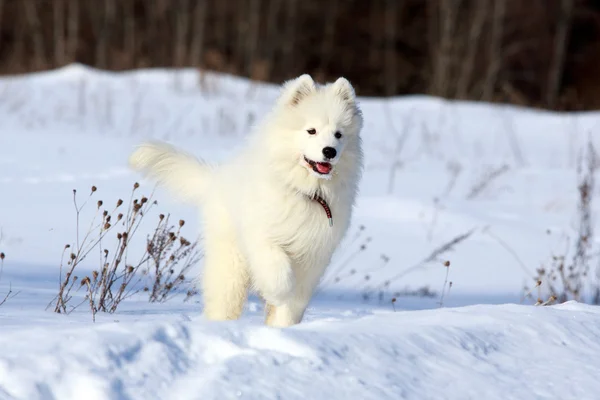 Samojed hund — Stockfoto