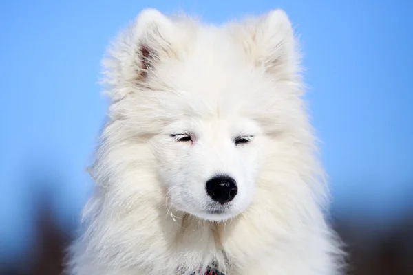 Samoyed dog — Stockfoto