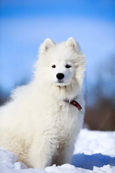 Samoyed σκυλί — Φωτογραφία Αρχείου