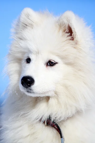 Samojed hund — Stockfoto