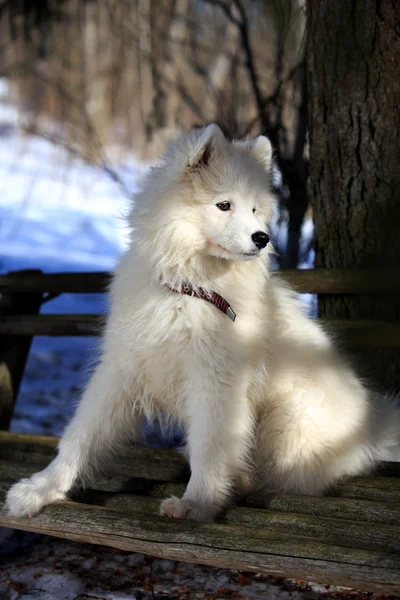 Samoyed σκυλί — Φωτογραφία Αρχείου